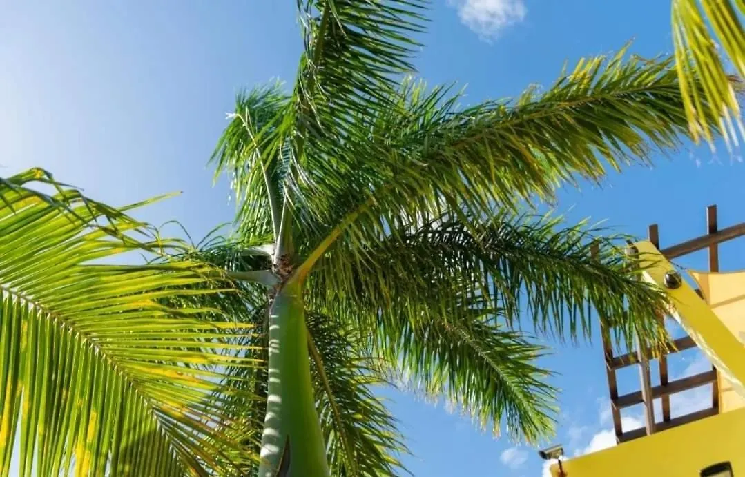 Coconut Studio South Hill Village Anguilla
